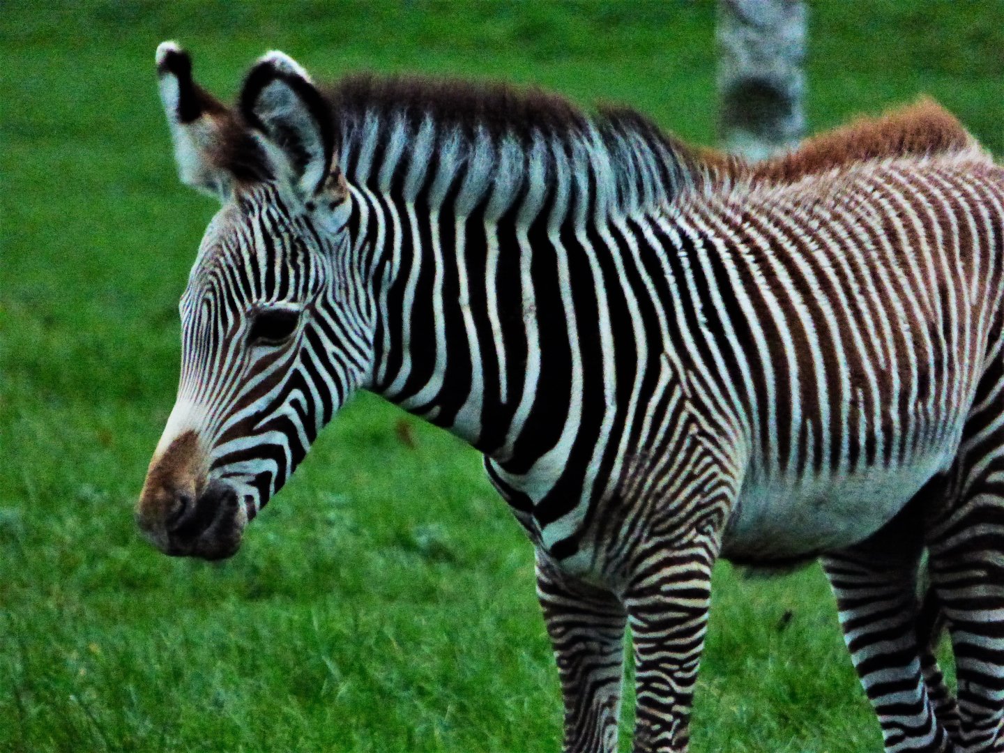 Kito, zebra foal