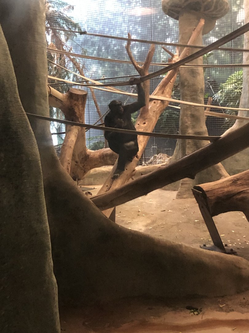 "Kitoko" the Bonobo