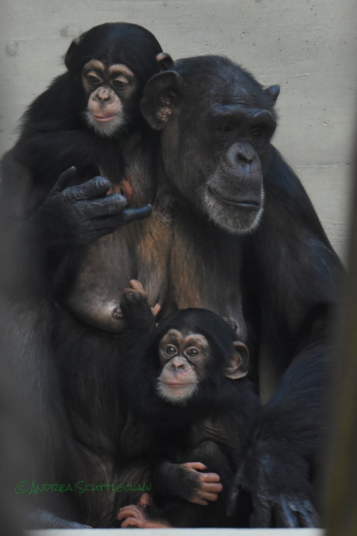 Kitoko with her "twins"
