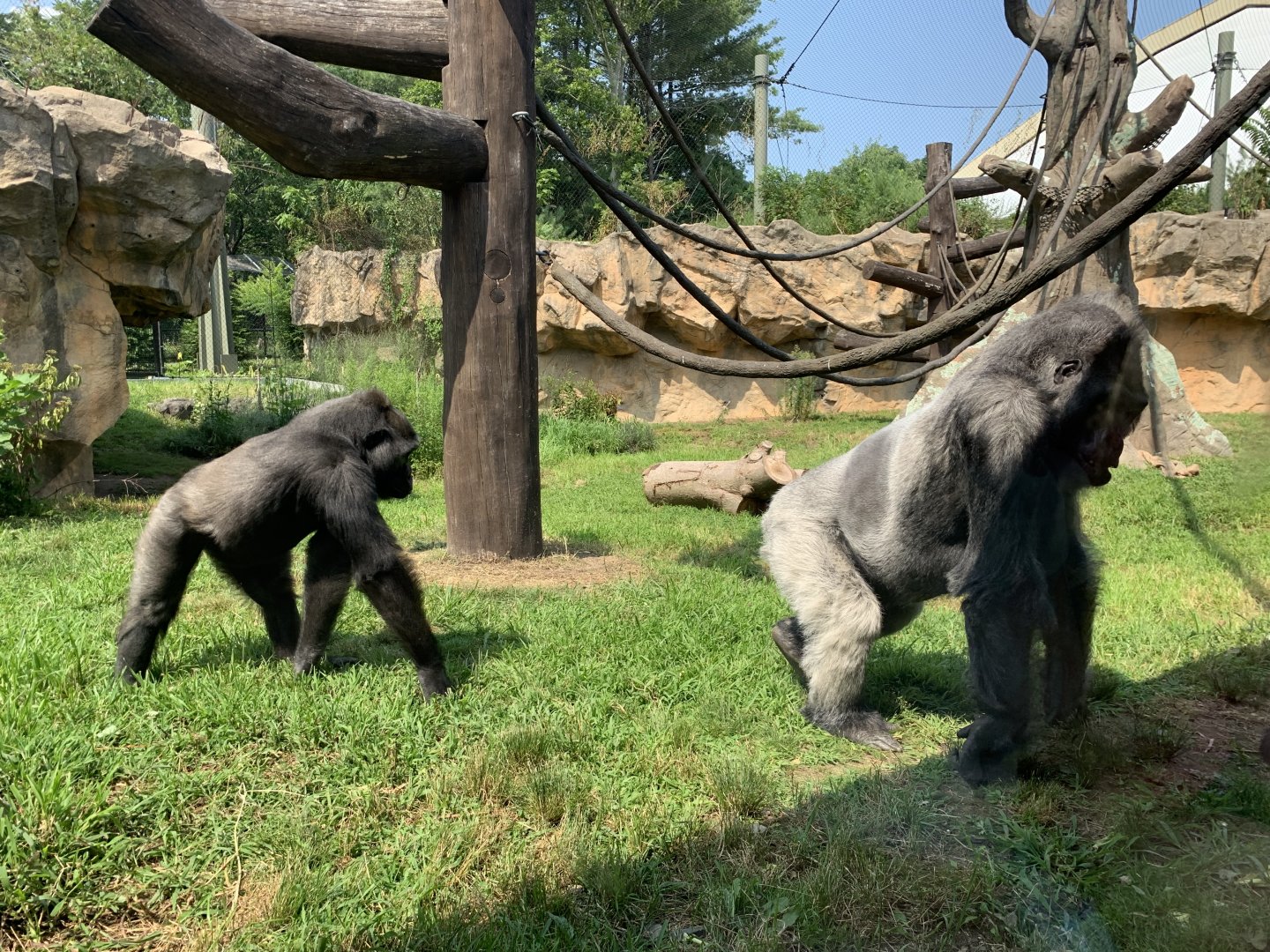 Kitombe and Kambiri (Gorilla Grove)