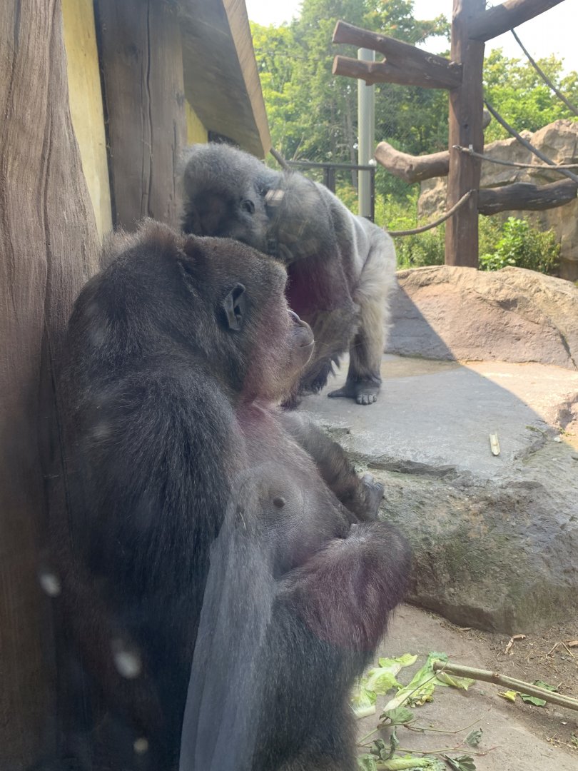 Kitombe and Kiki (Gorilla Grove)