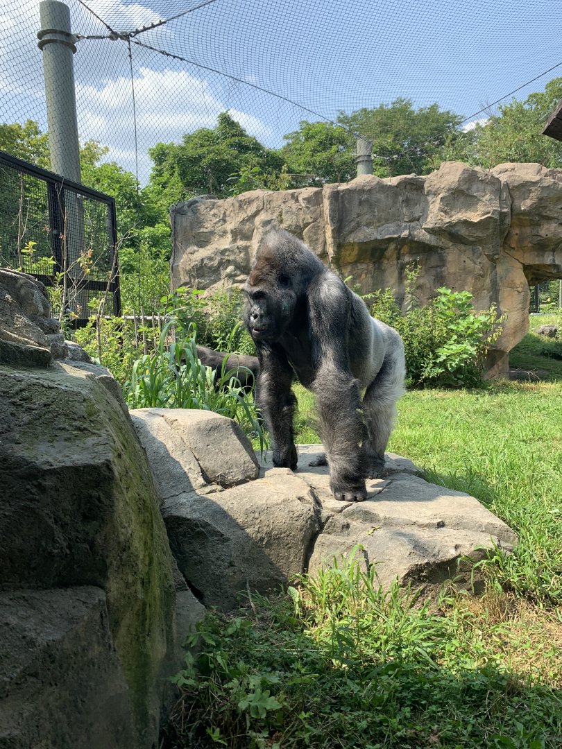 Kitombe (Gorilla Grove)