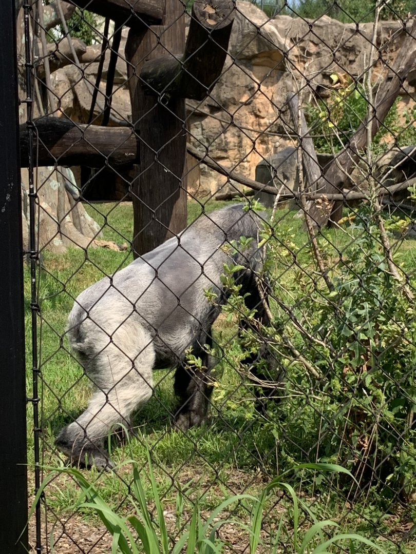 Kitombe the gorilla (Gorilla Grove)