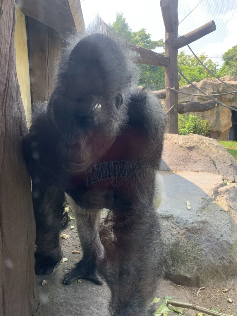 Kitombe the gorilla (Gorilla Grove)