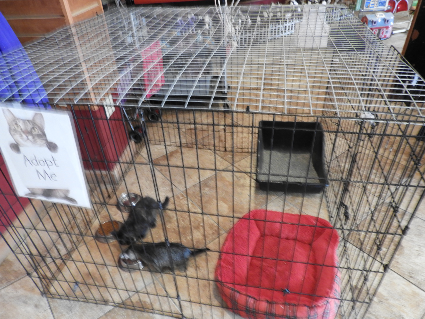 Kitten Adoption Center - The Dancing Horses Theater - Animal Gardens Petting Zoo