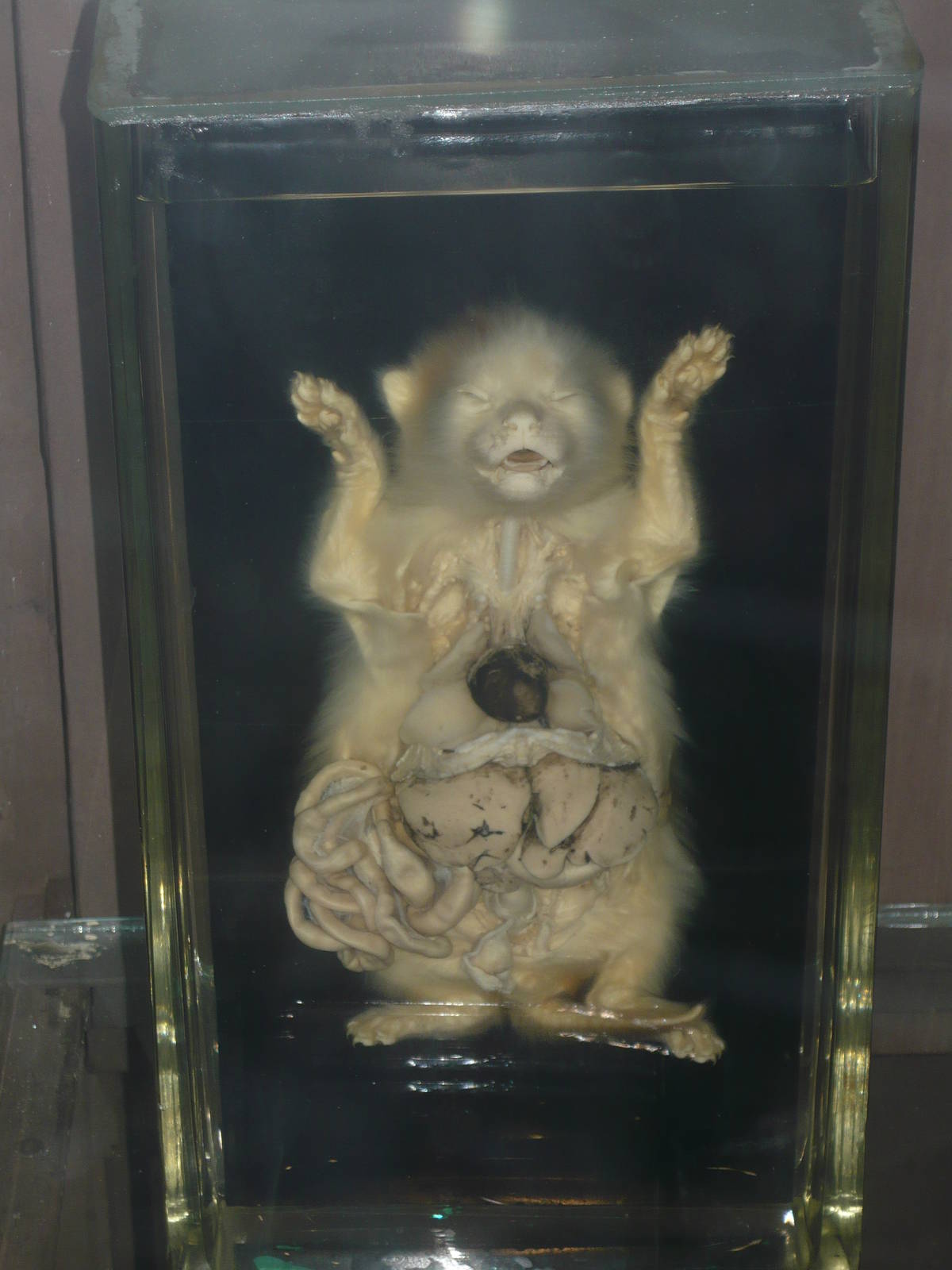 Kitten internal anatomy wet specimen