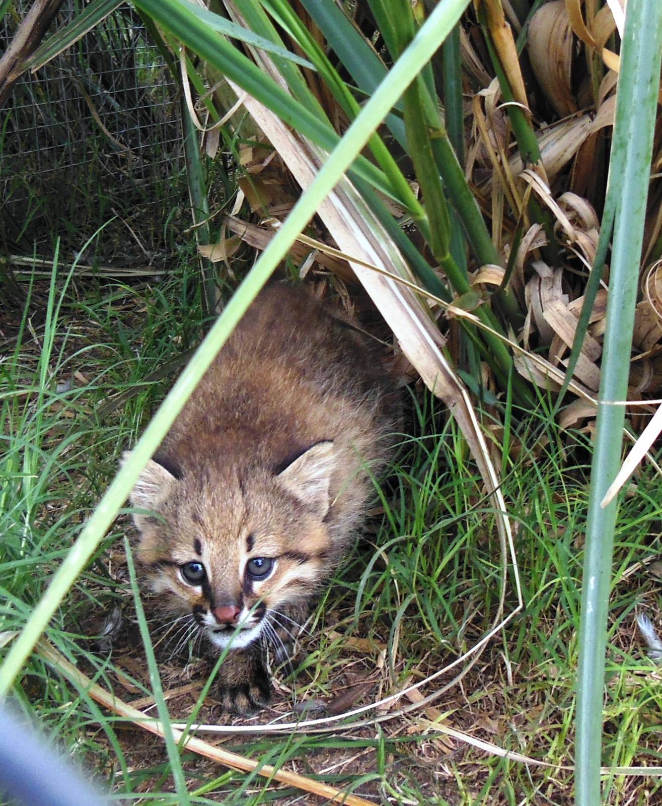 Kitten Pampas Cat