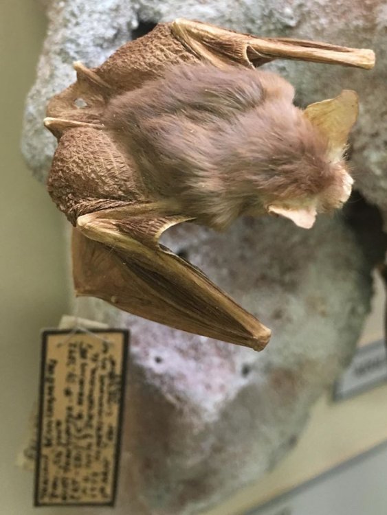 Kitti's hog-nosed bat (Craseonycteris thonglongyai)