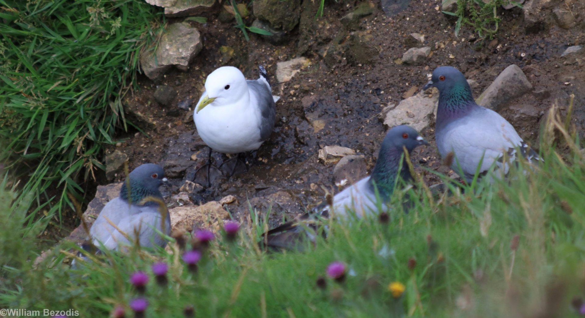 Kittiwake and Pigeons (properly wild Rock Doves?) - RSPB Bempton Cliffs