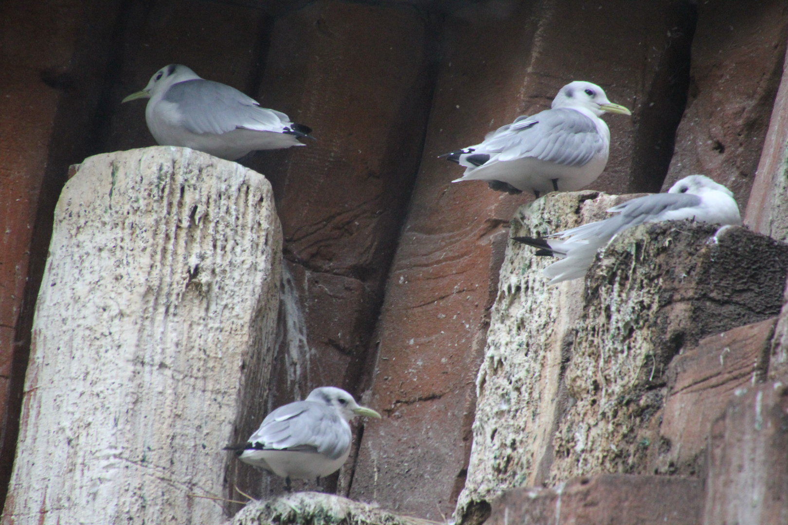 Kittiwake help!