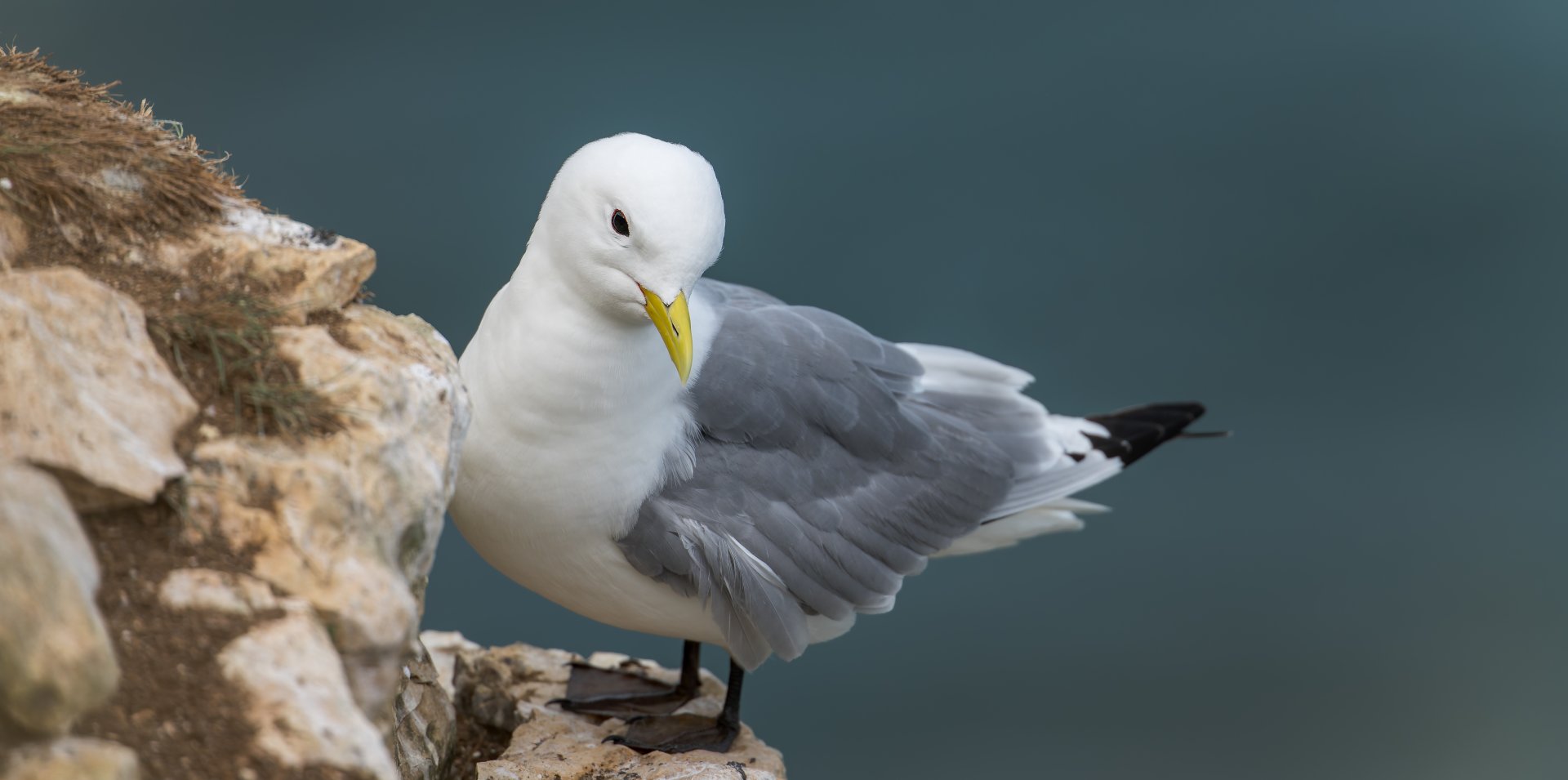 Kittiwake (wild) UK