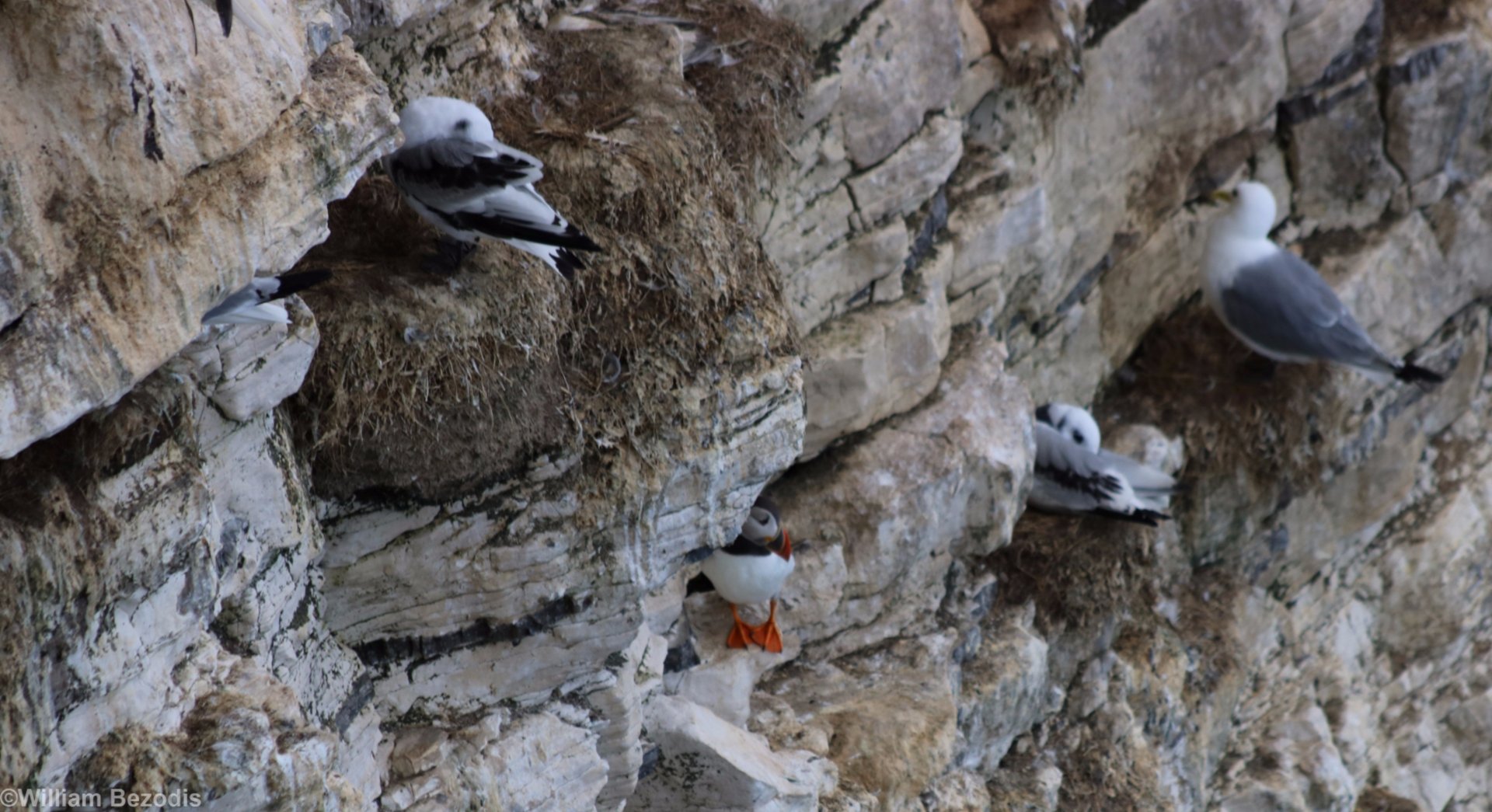 Kittiwakes and a Puffin - RSPB Bempton Cliffs