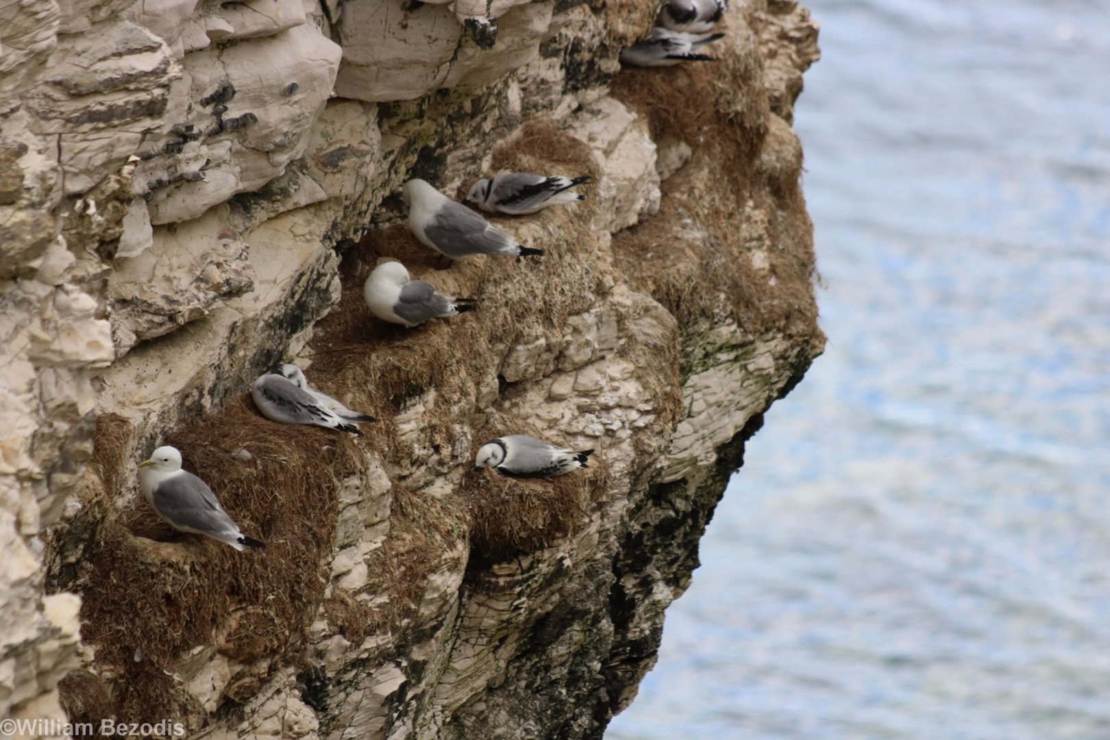 Kittiwakes on Nests - RSPB Bempton Cliffs