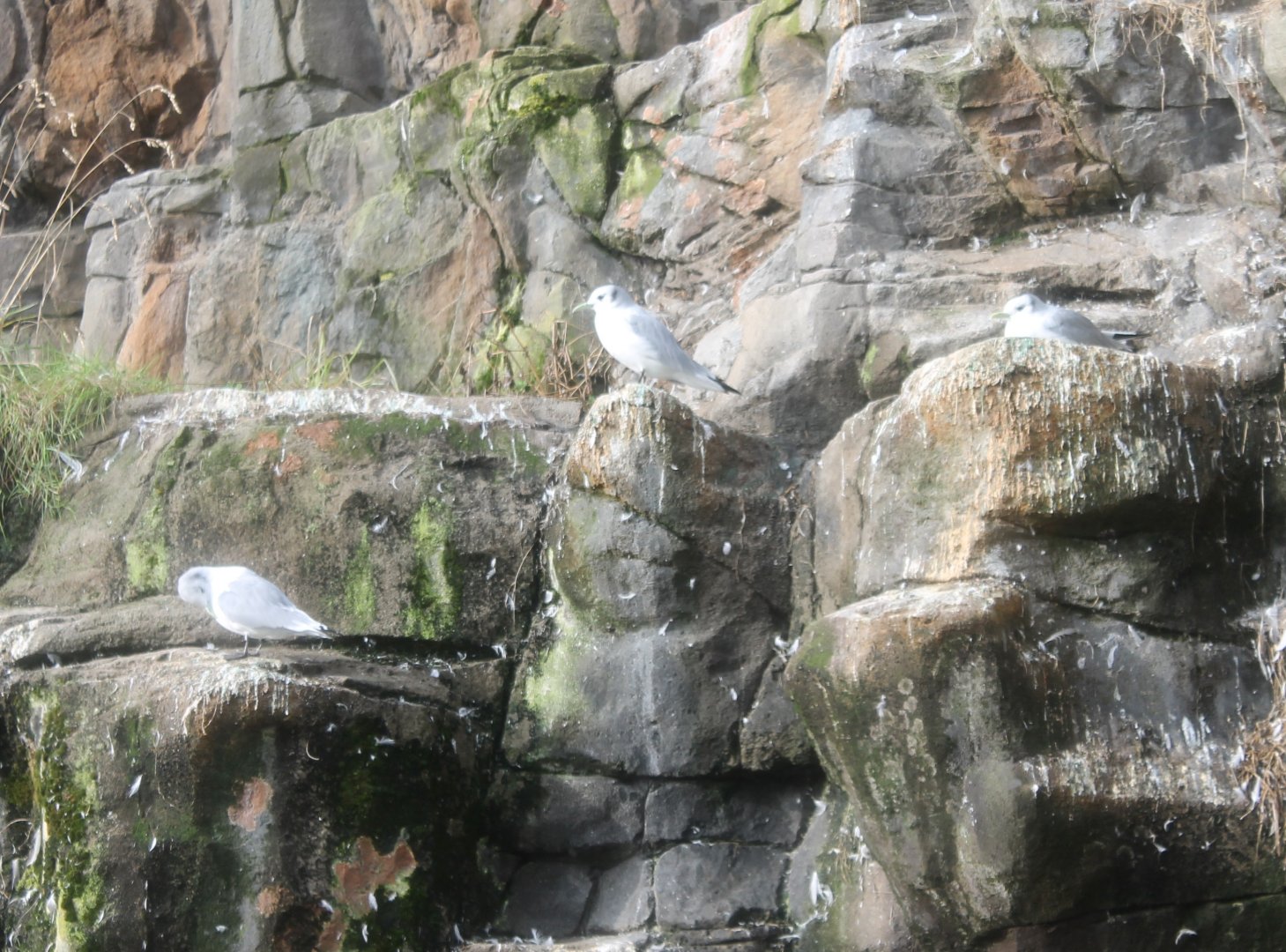 Kittiwakes