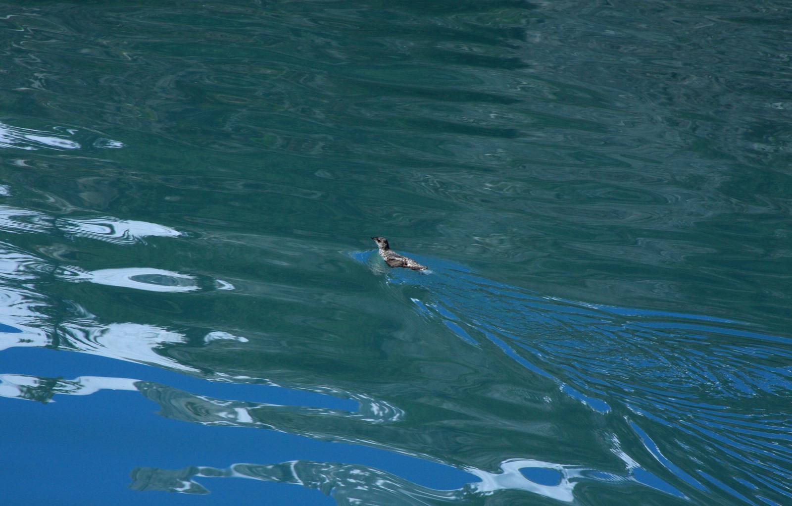 Kittlitz's Murrelet - Alaska