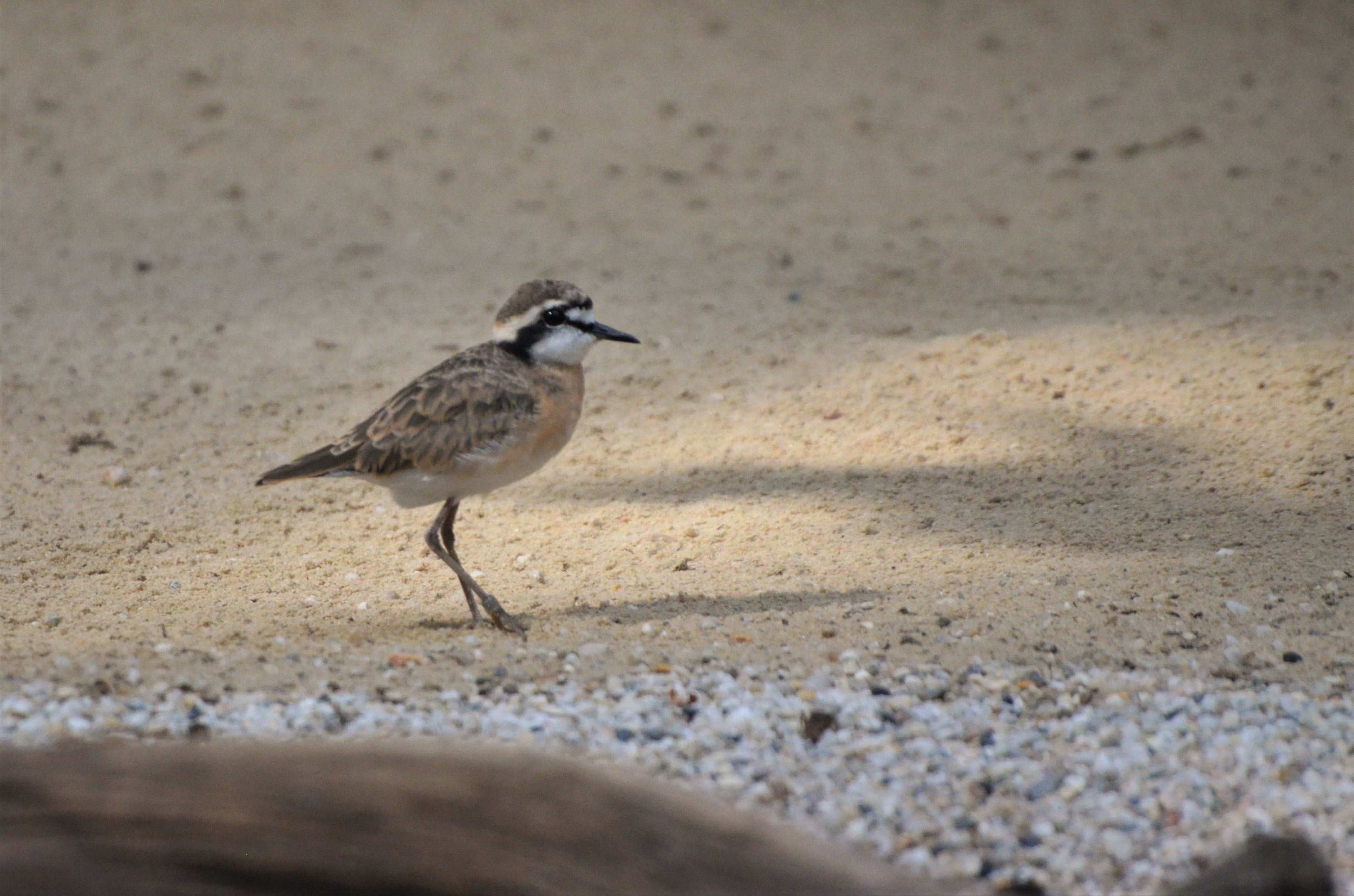 Kittlitz's Plover at Krefeld, 15/06/19