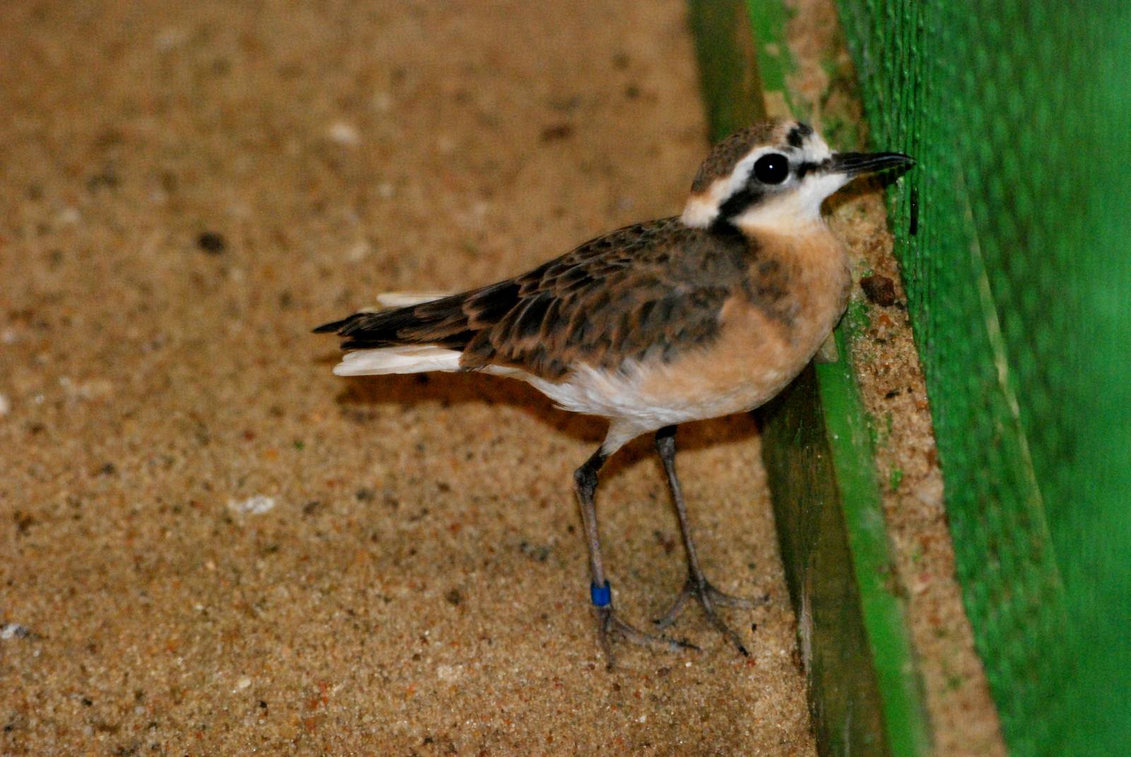 Kittlitz's Plover at Walsrode, 22/03/13
