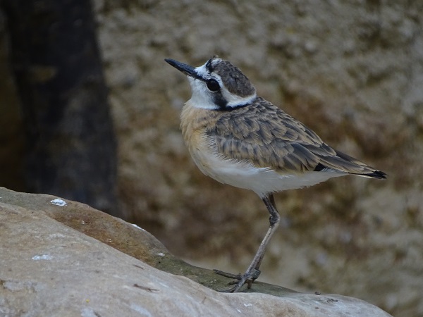 Kittlitz's plover (Charadrius pecuarius) (07/22)