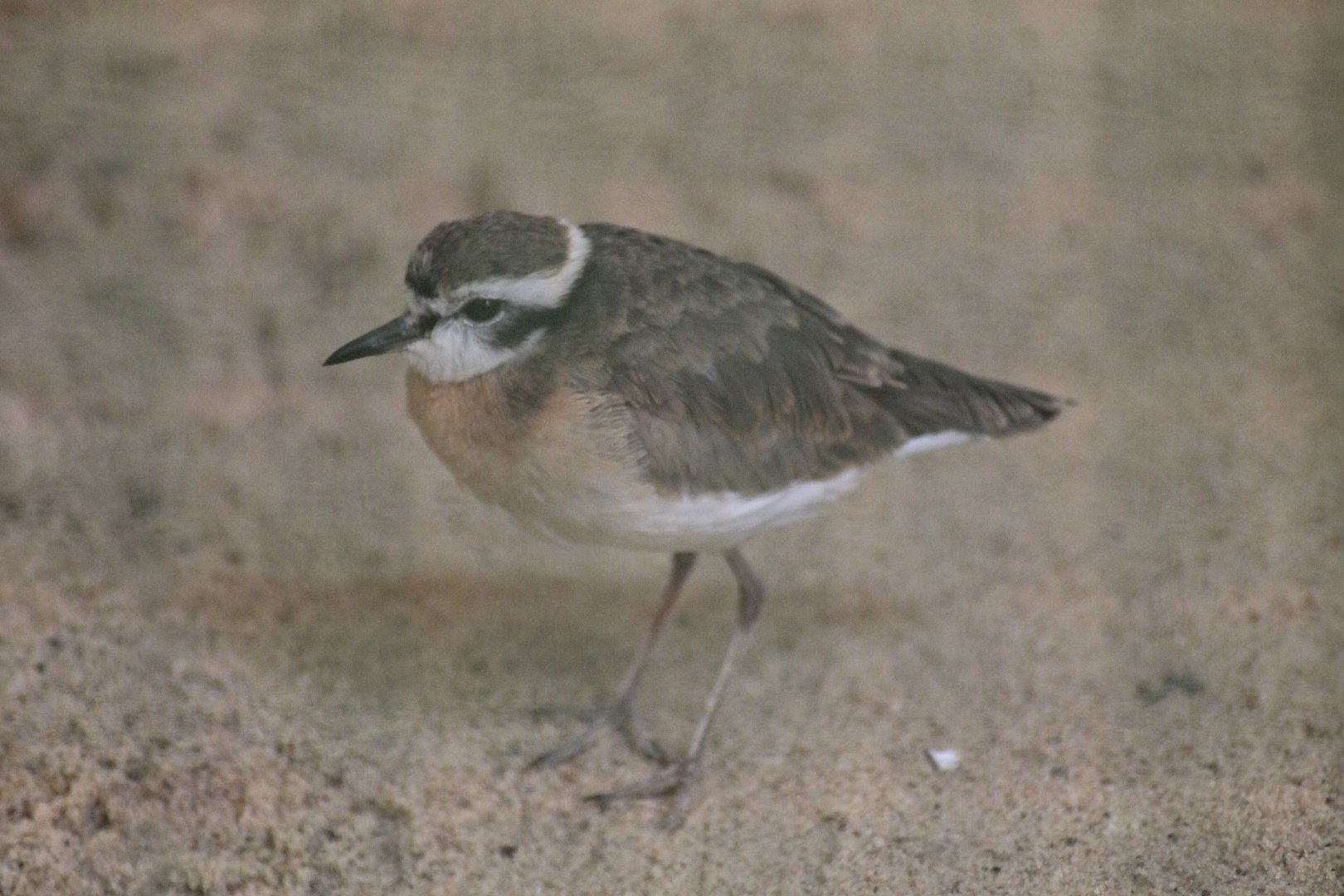 Kittlitz’s Plover (Charadrius pecuarius)