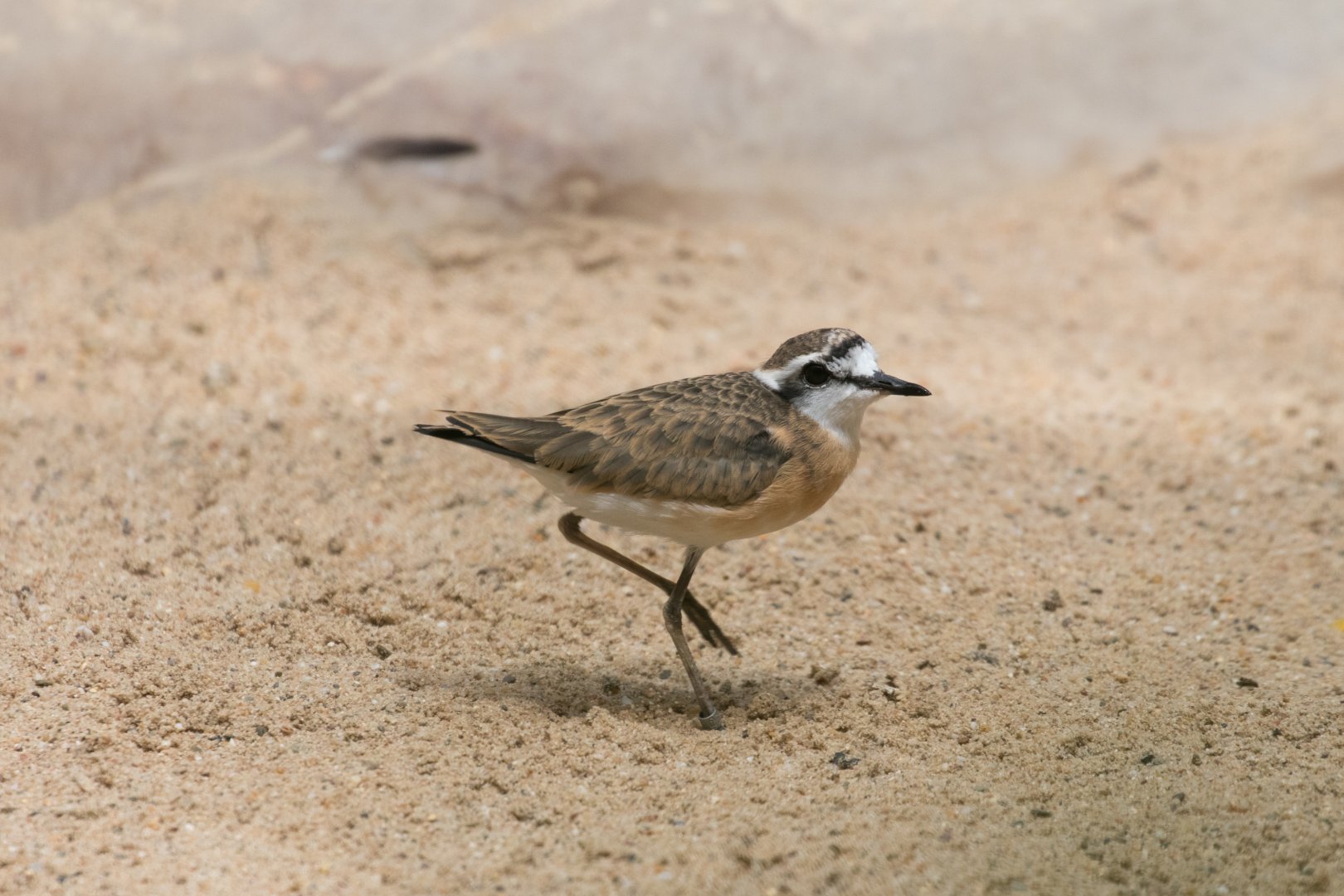 Kittlitz's plover (Charadrius pecuarius)