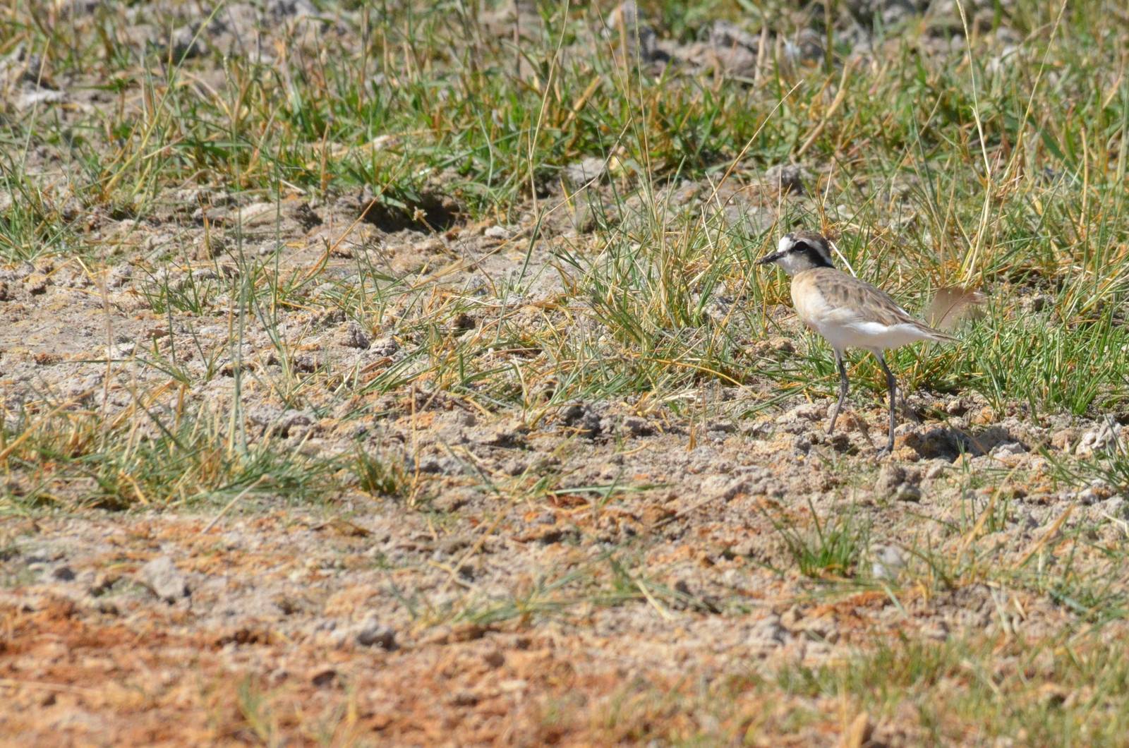 Kittlitz's Plover, Moremi Game Reserve, Botswana, 28/04/16