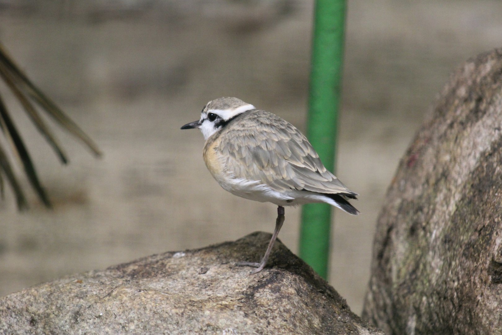 Kittlitz's Plover