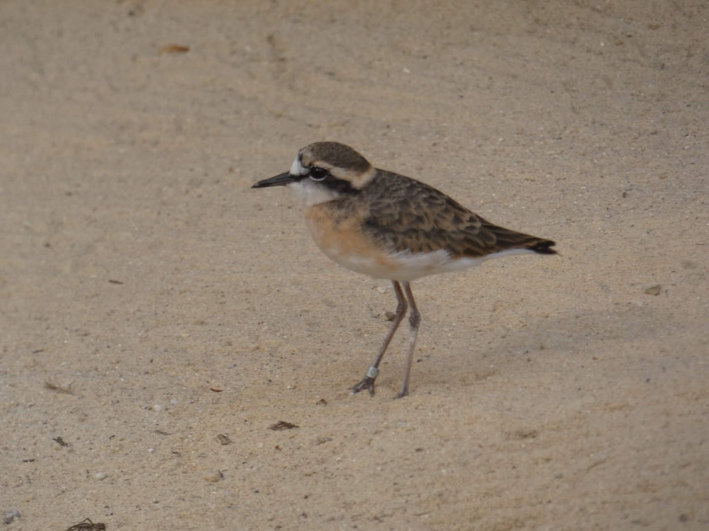 Kittlitz's Plover
