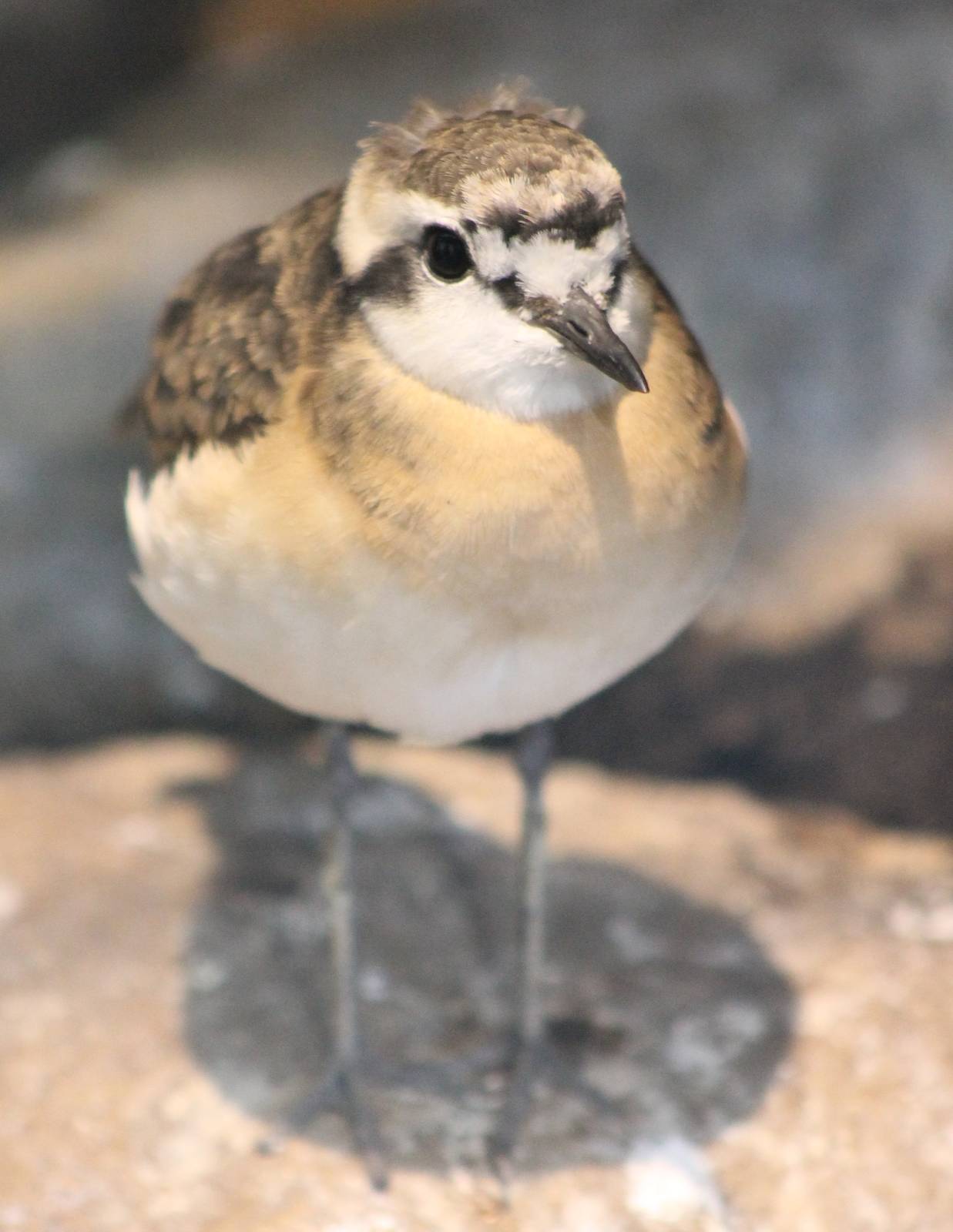 Kittlitz's sand plover
