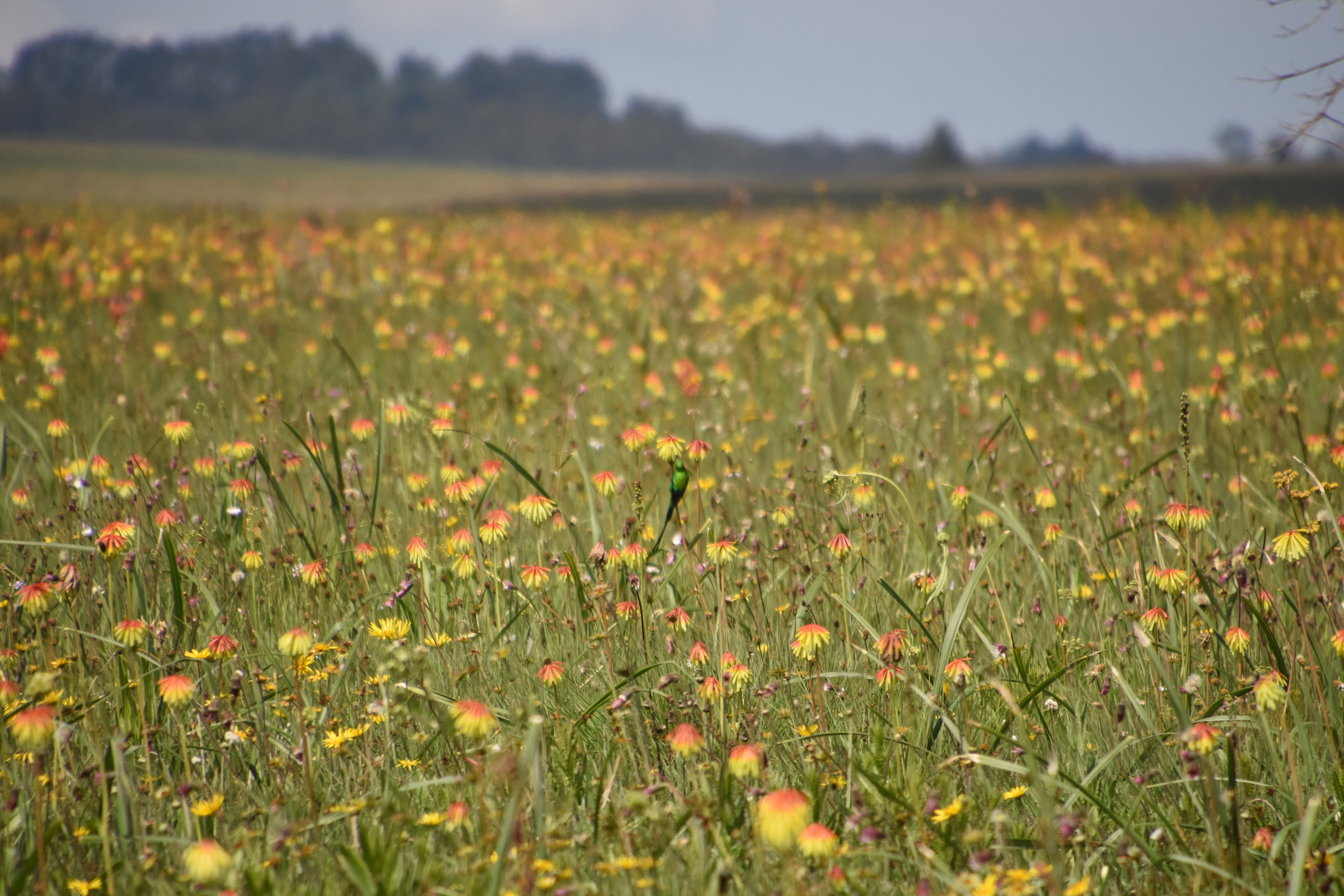Kitulo plateau in flower