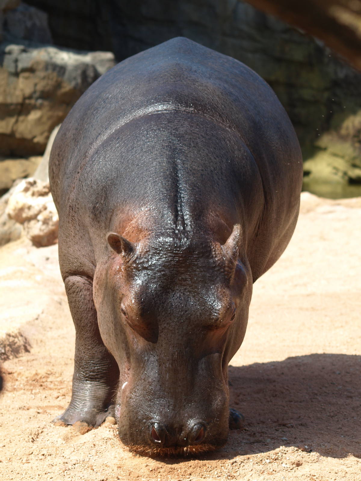 Kitum cave pre-opening