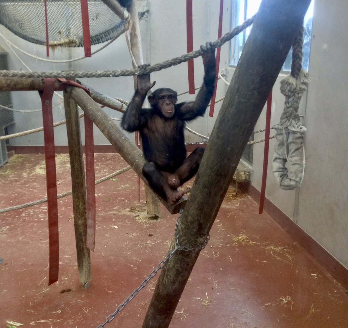 Kitwe - Common chimpanzee (Pan troglodytes)
