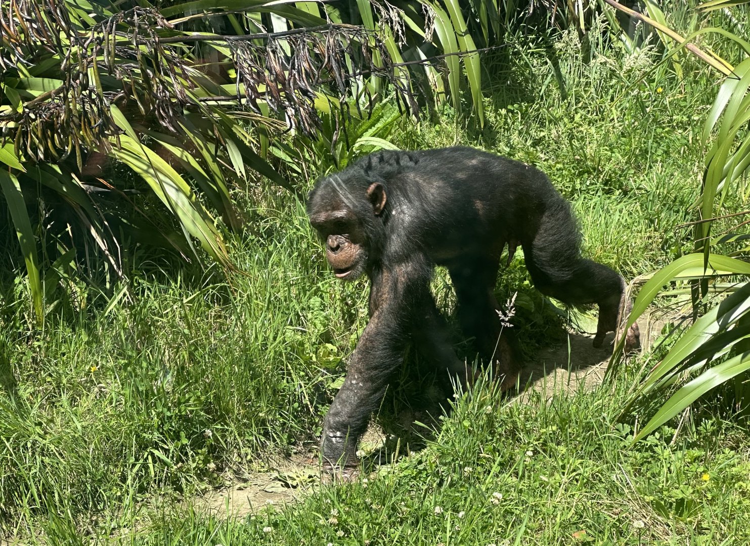 Kitwe (Common Chimpanzee)