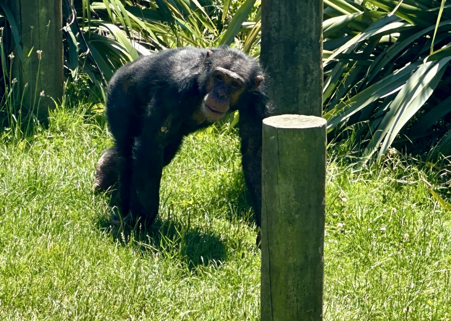 Kitwe (Common Chimpanzee)