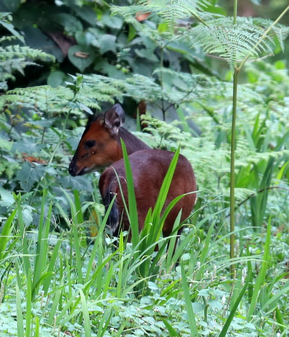 Kivu duiker (Cephalophorus kivuensis)