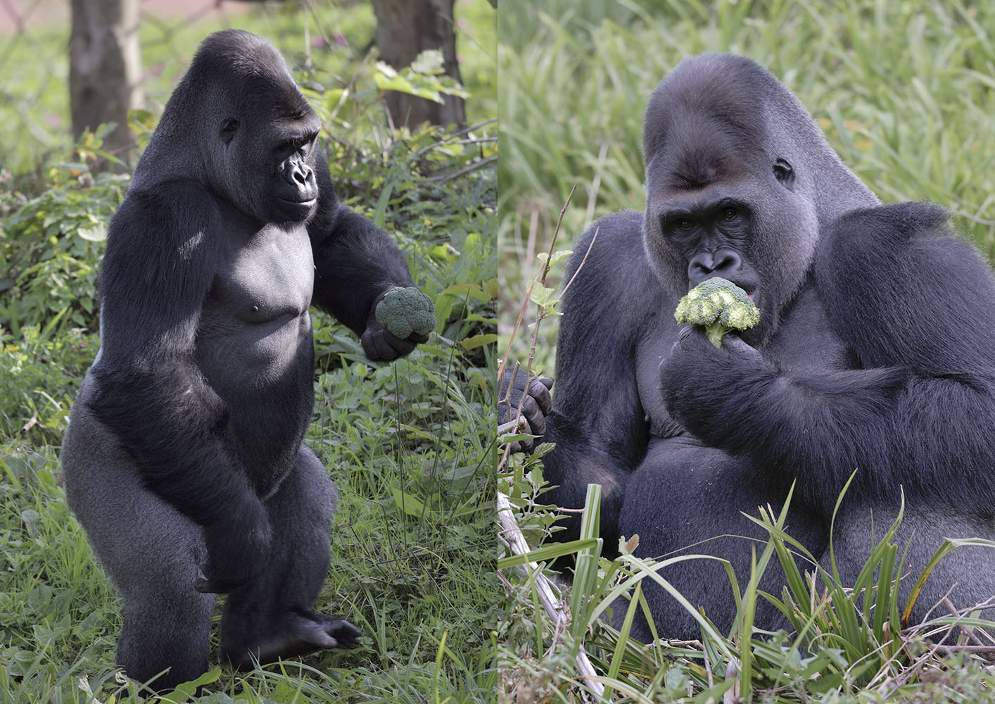 Kivu gets a stroke of luck