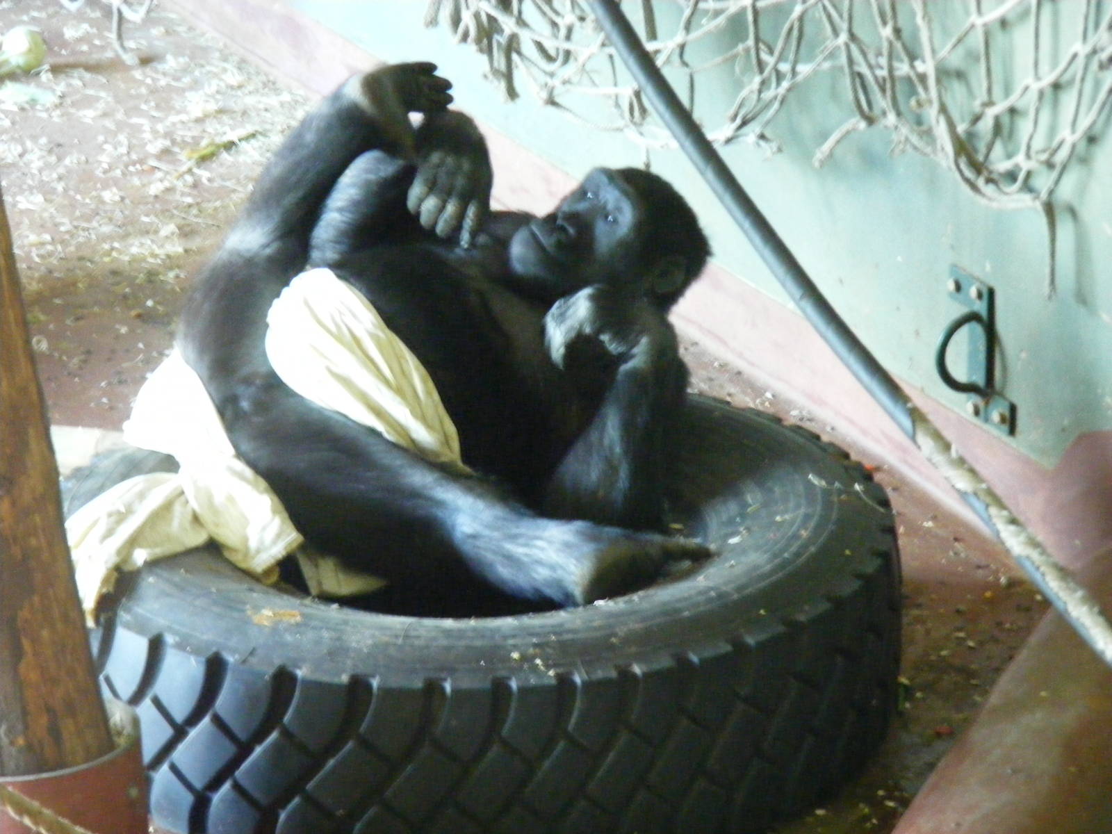 Kivu the Gorilla at Paignton Zoo, 13 April 2009