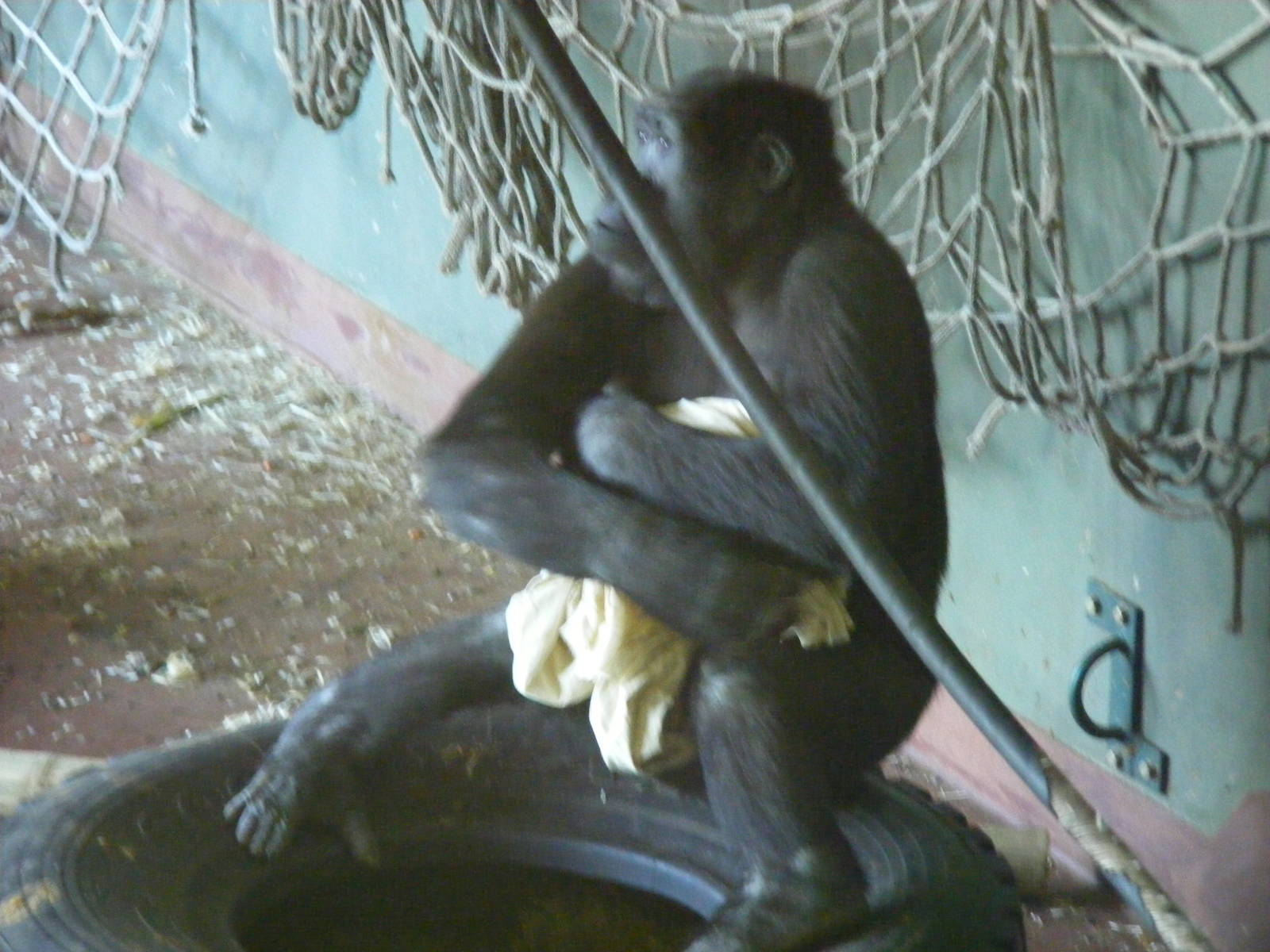 Kivu the Gorilla at Paignton Zoo, 13 April 2009