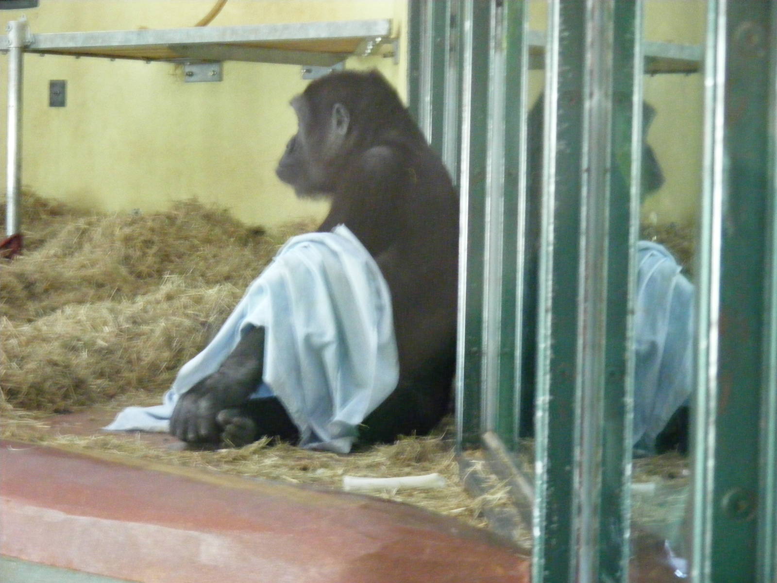 Kivu the Gorilla at Paignton Zoo, 13 April 2009