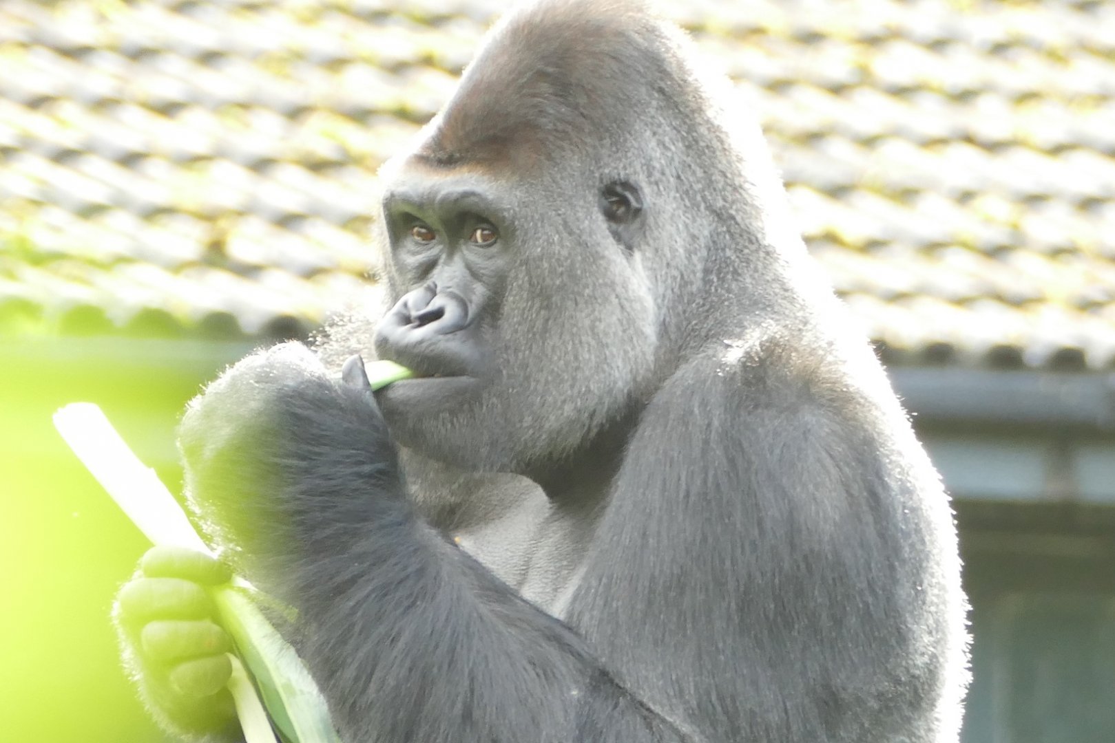 Kivu, Western lowland gorilla, October 2019