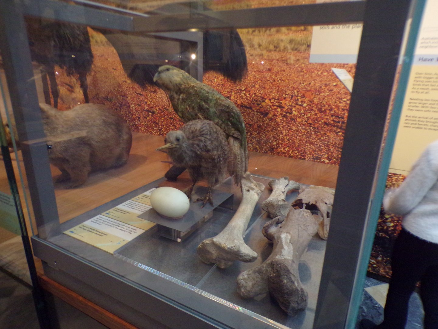 Kiwi and a Kakapo (taken at Kelvingrove museum) 12.2.24