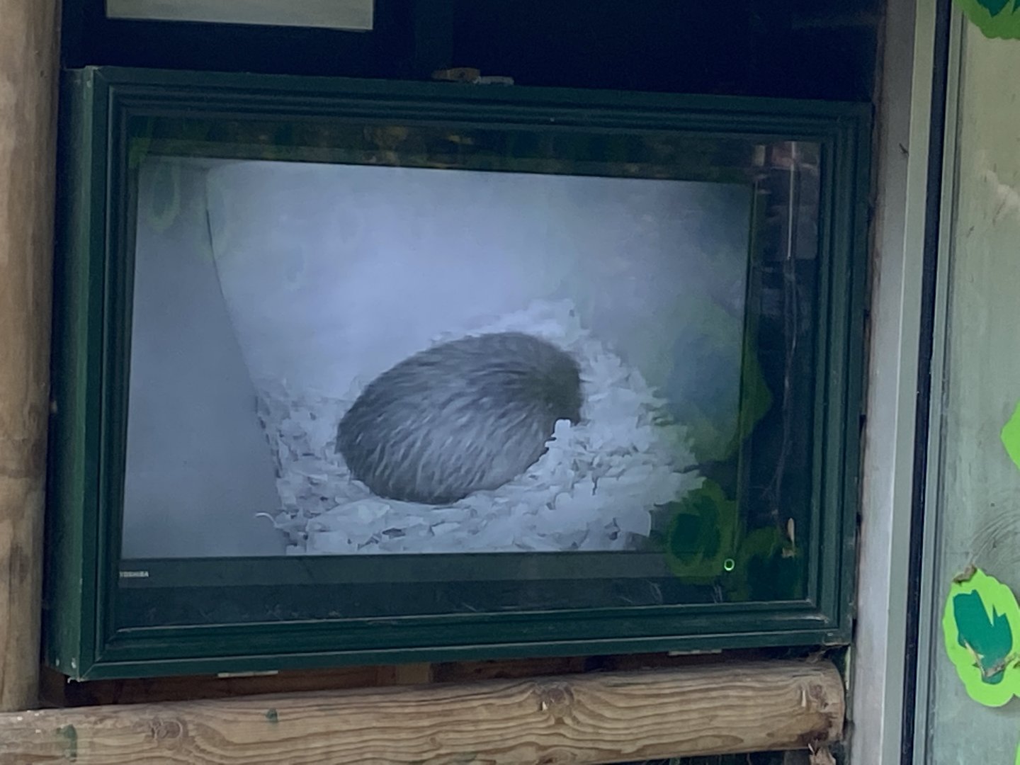 Kiwi camera view 201121