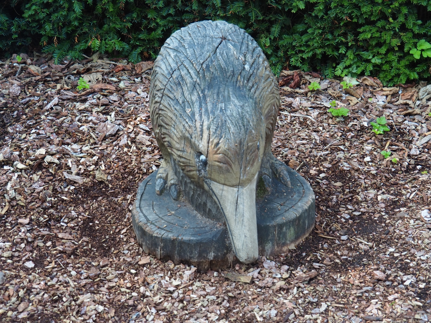 Kiwi carving (Sep 2nd, 2018)