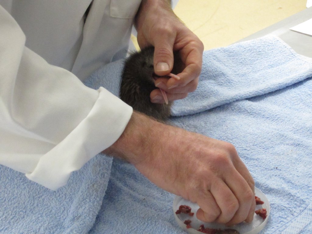 Kiwi chick handfeeding demonstration