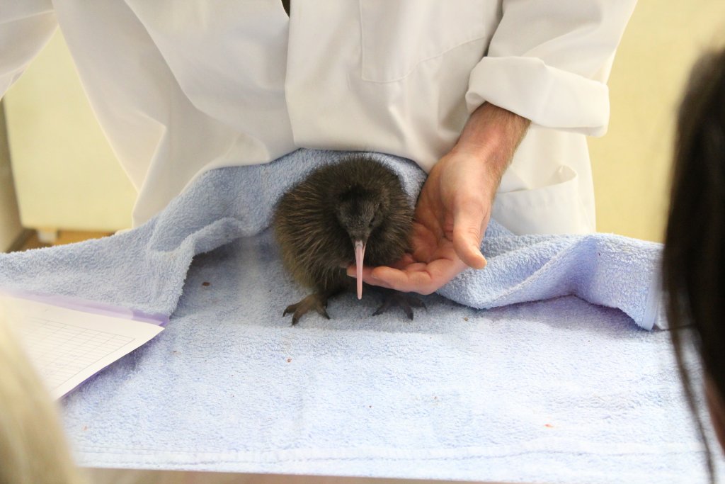 Kiwi chick handfeeding demonstration