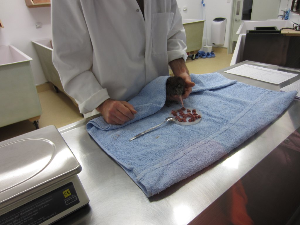 Kiwi chick handfeeding demonstration