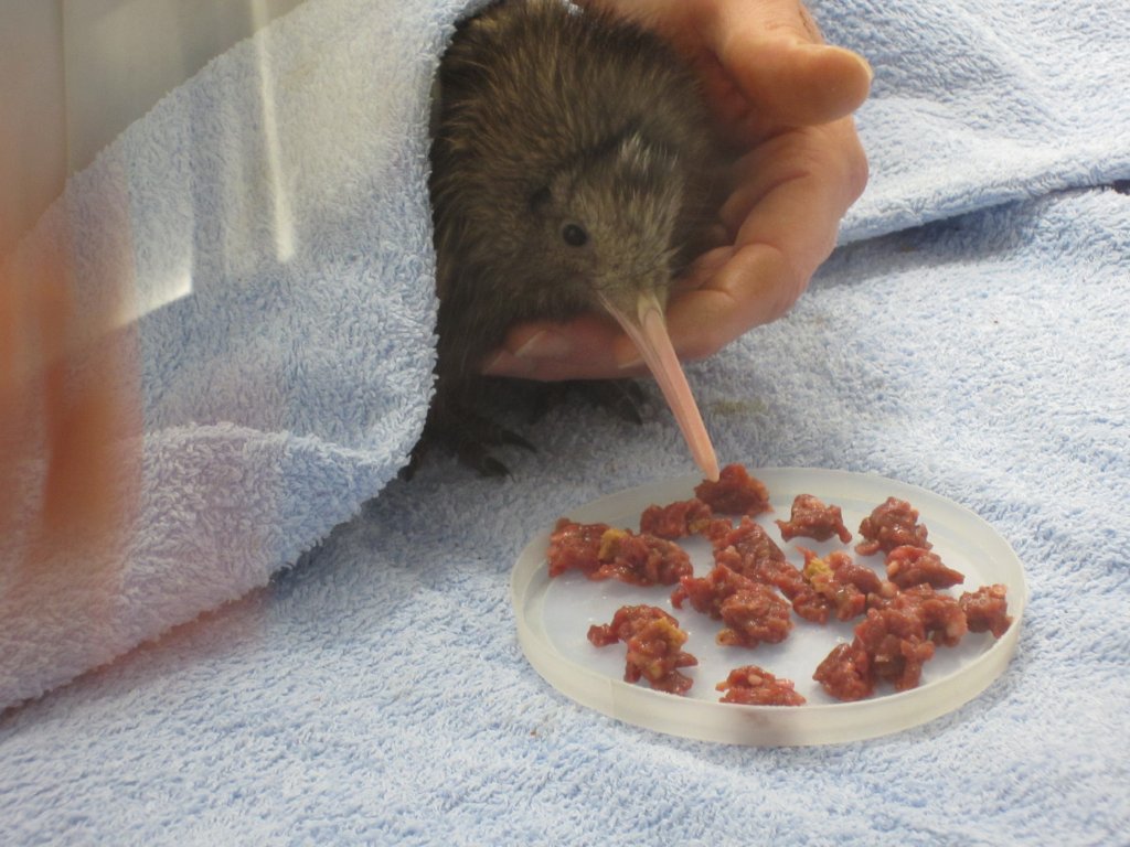 Kiwi chick handfeeding demonstration
