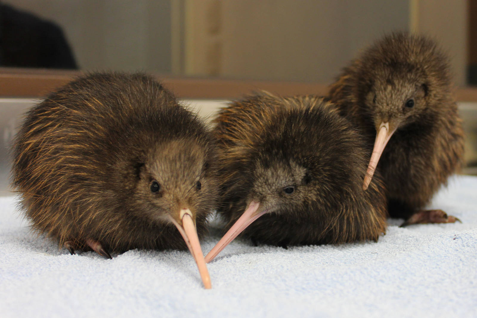 Kiwi Chicks!