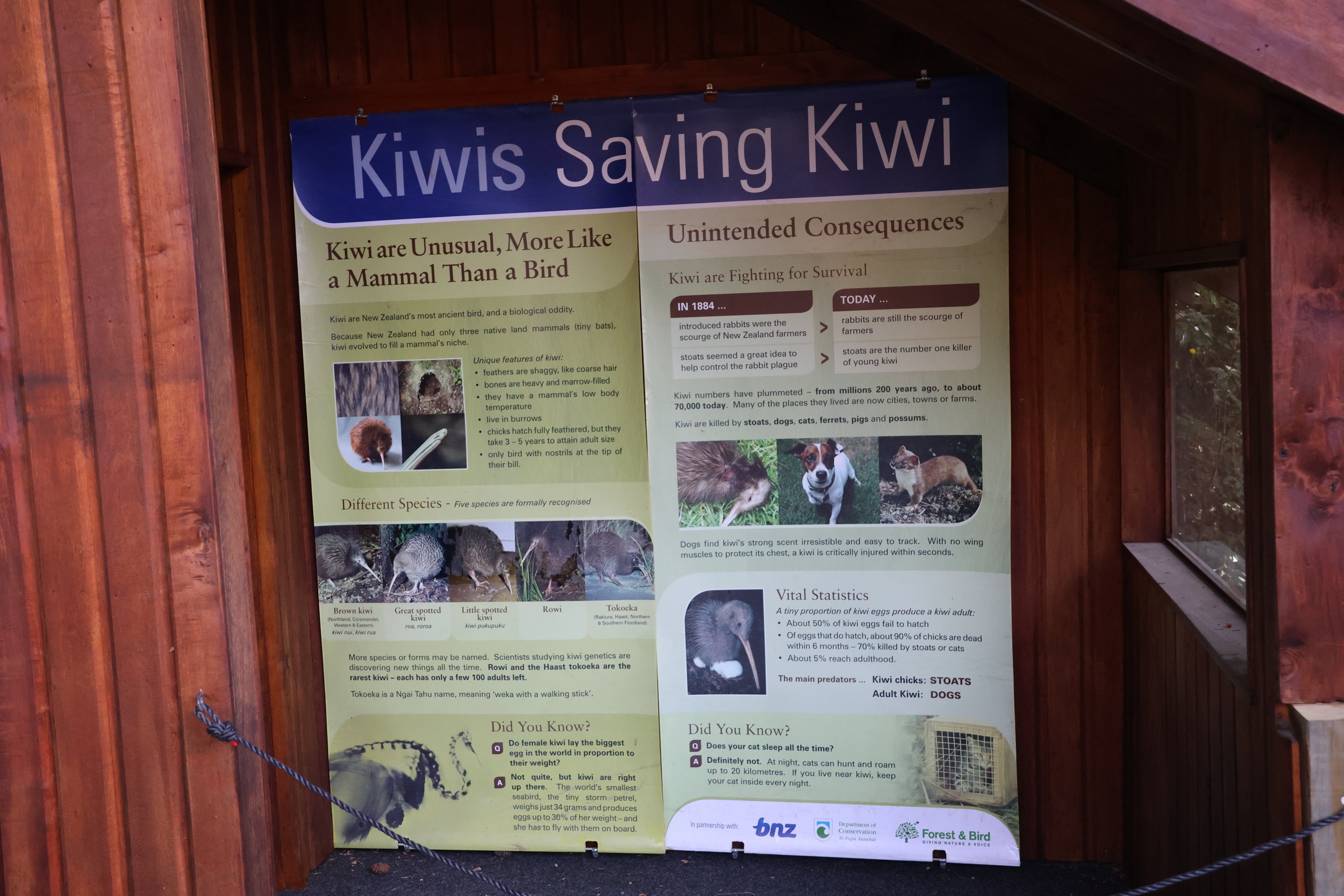 Kiwi conservation signage