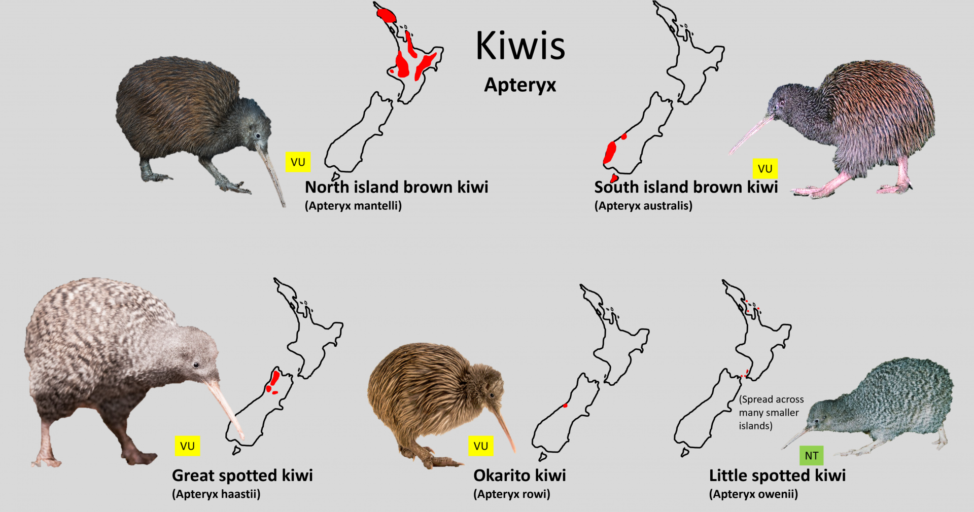 Kiwi distribution maps
