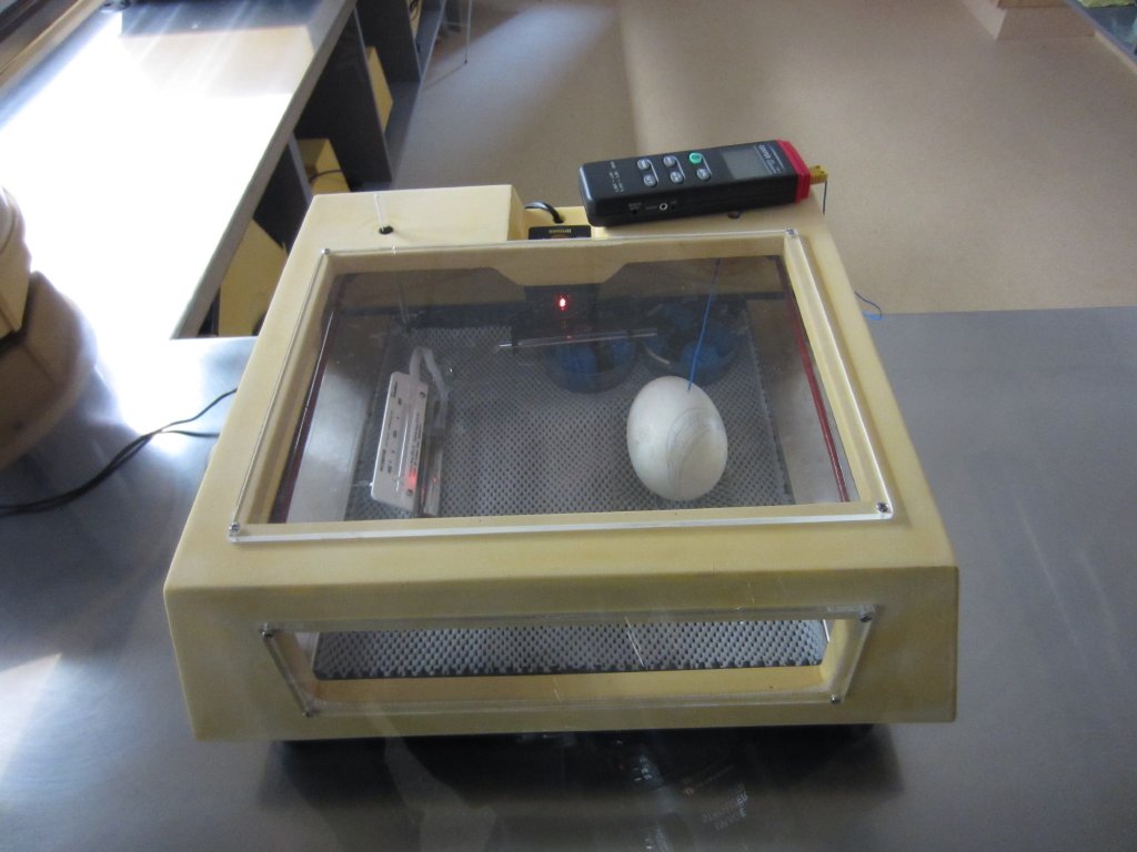 Kiwi egg incubating